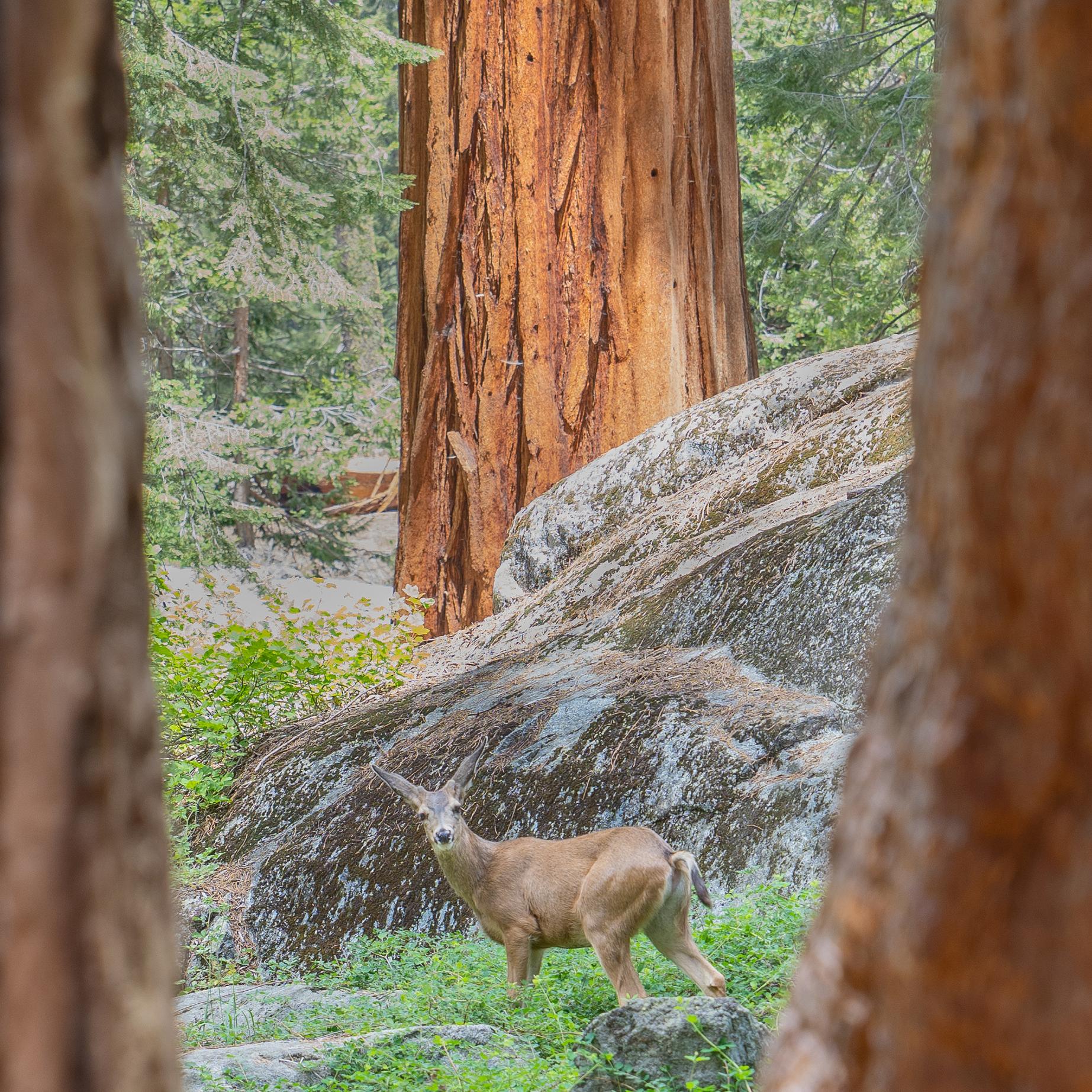 A young deer stands between two giant sequoia trunks.