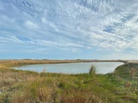 A small pond surrounded by tall grass.