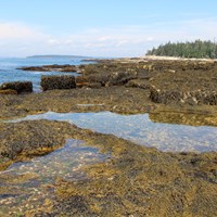 Tide pools at Sundew Trail