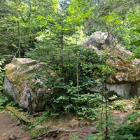 A trail and a portage trail wrap around a boulder in a forest. 