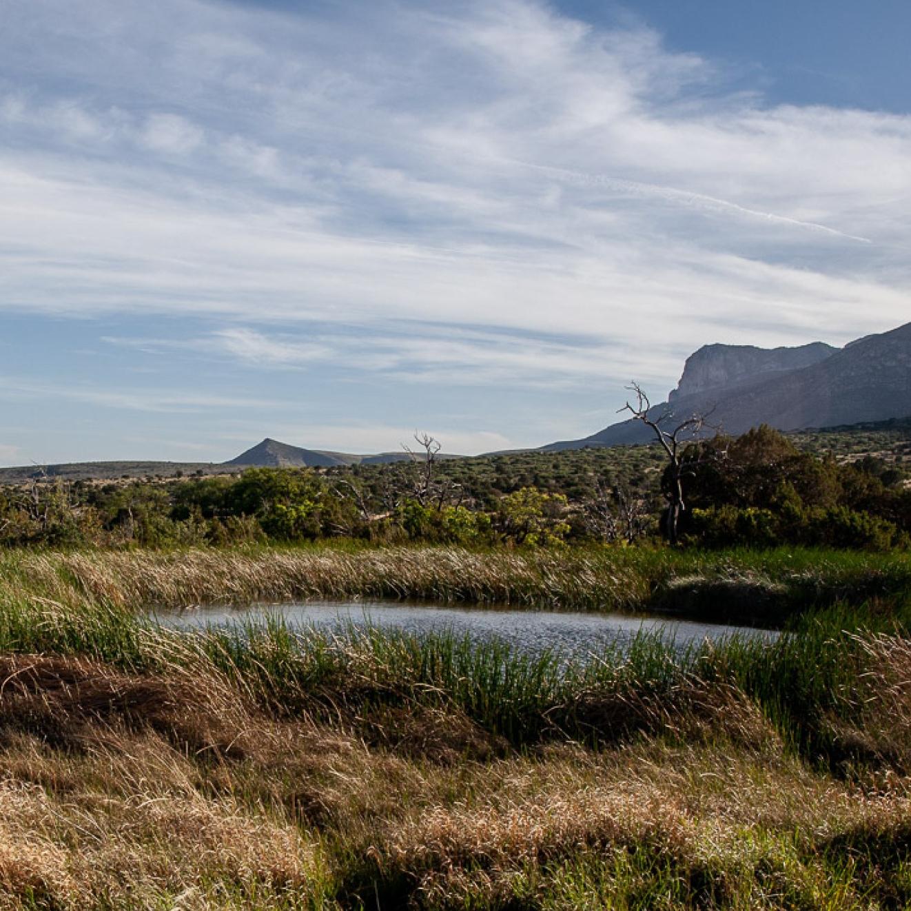 A spring surrounded by reeds with desert mountains in the background