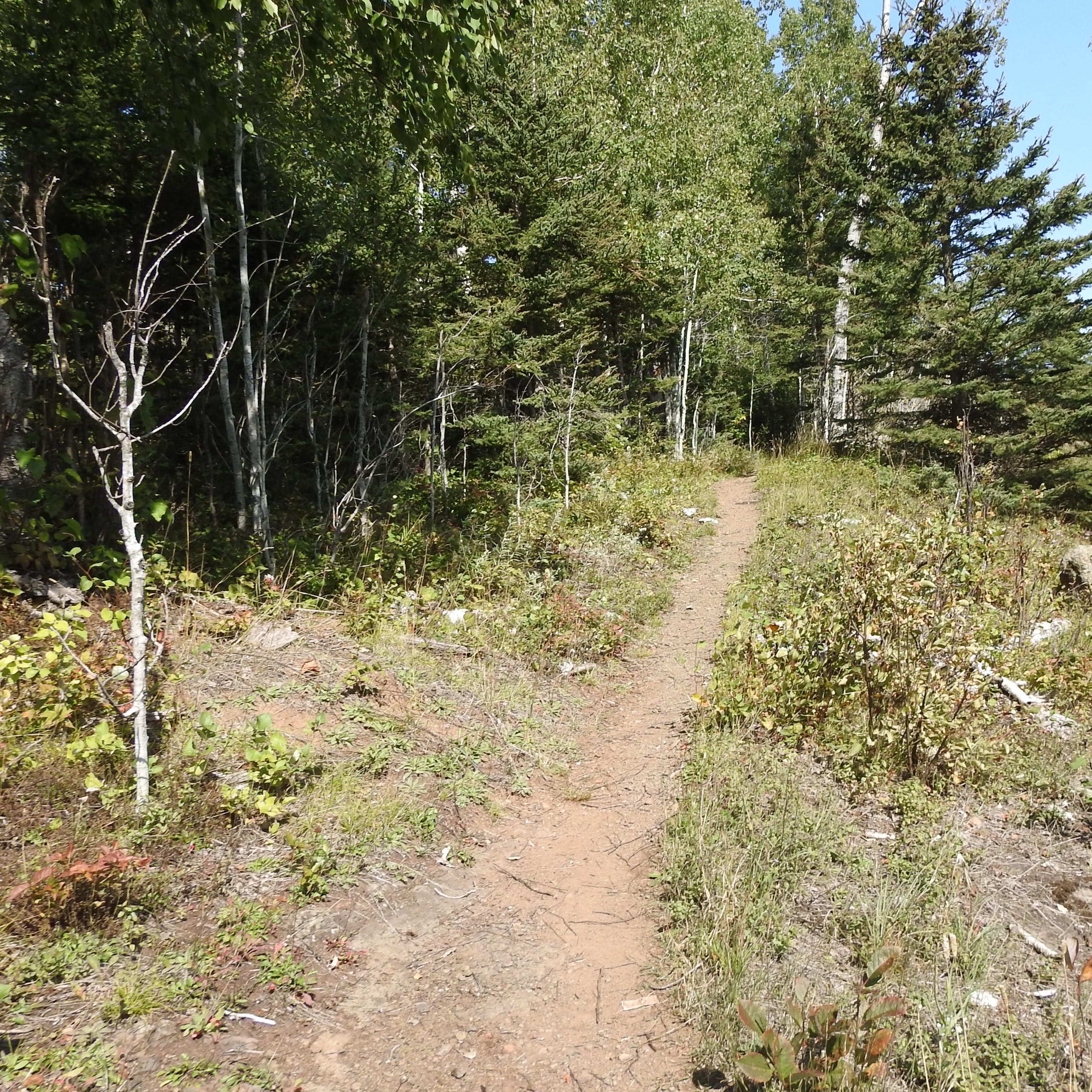A trail with a forest on one side and shrubs on the other. 