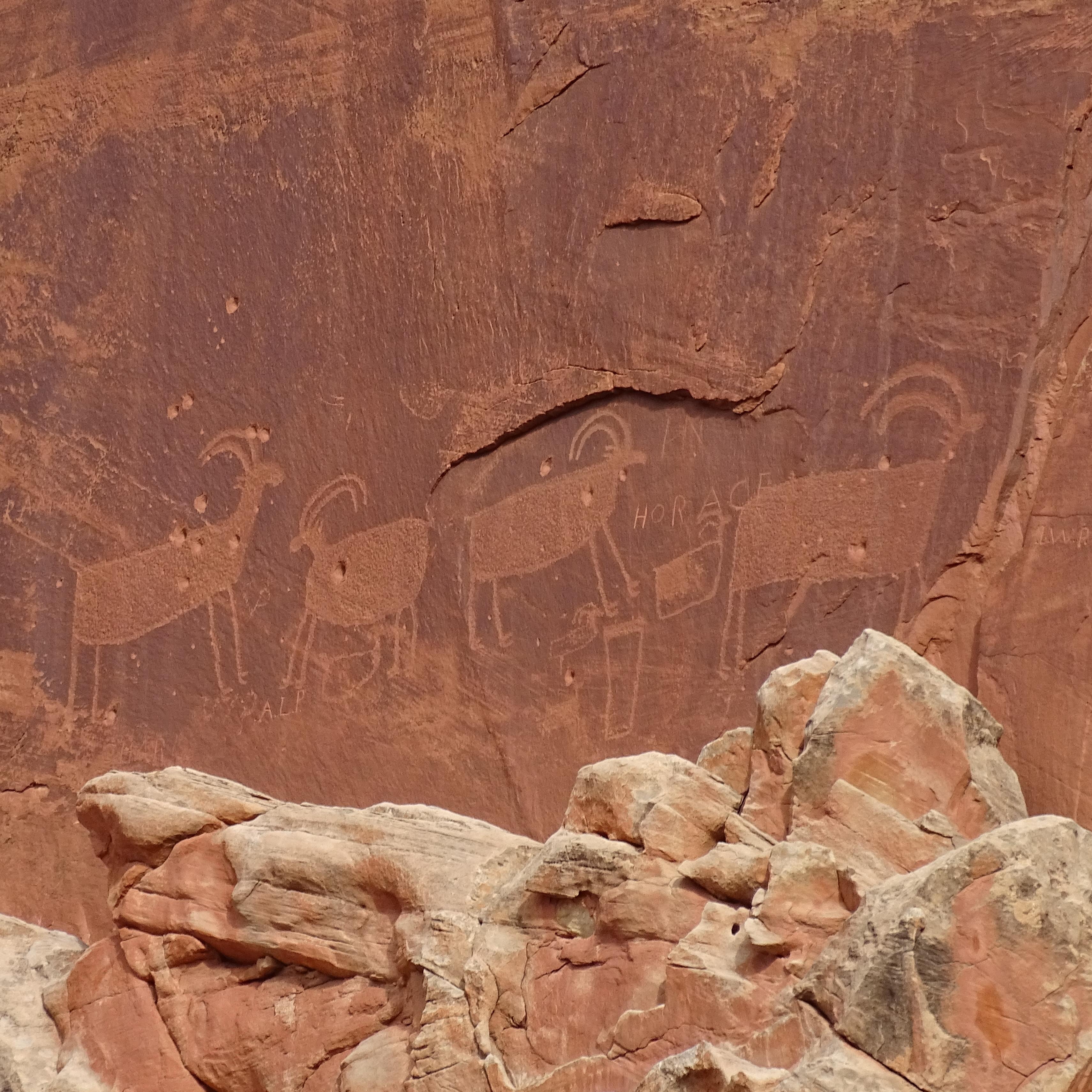 Bighorn sheep shaped images pecked into a red sandstone cliff