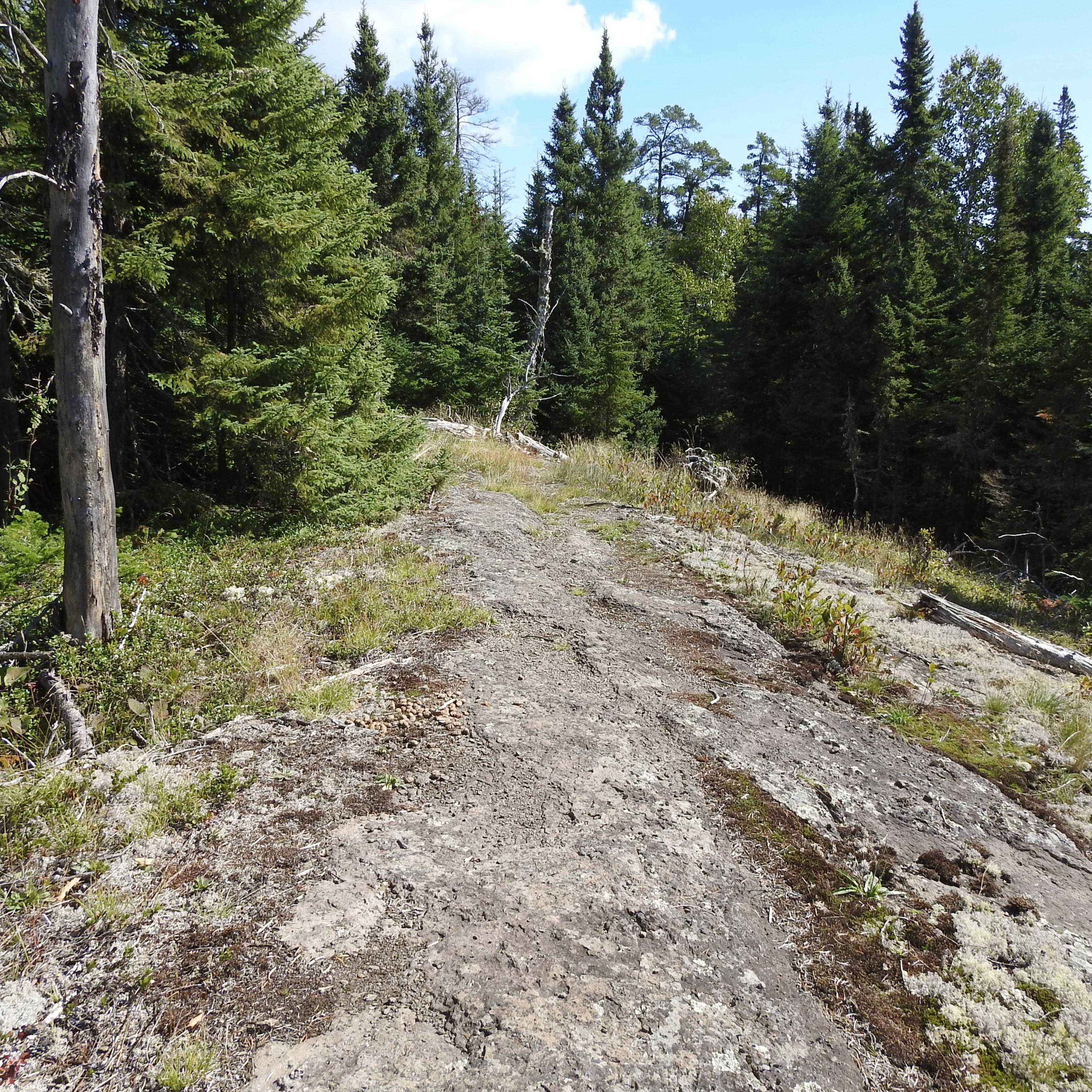 An exposed rocky ridge covered in lichen surrounded by shrubs and forest. 