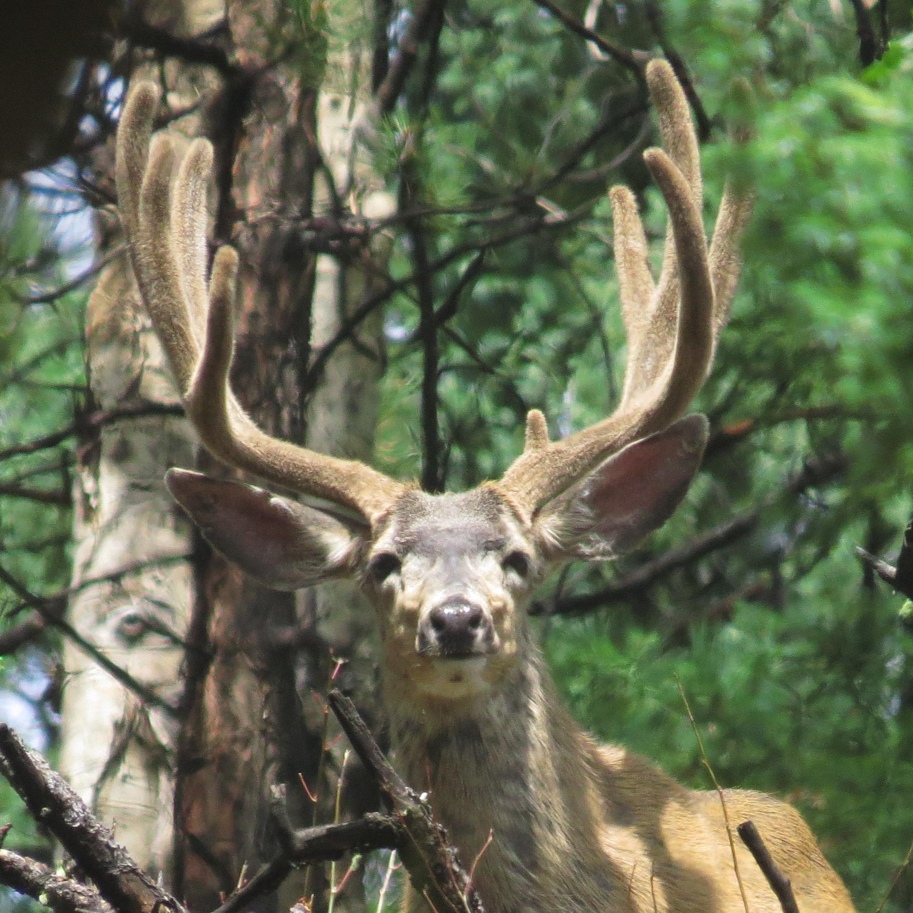 A male mule deer with large antlers looking through a thick forest.