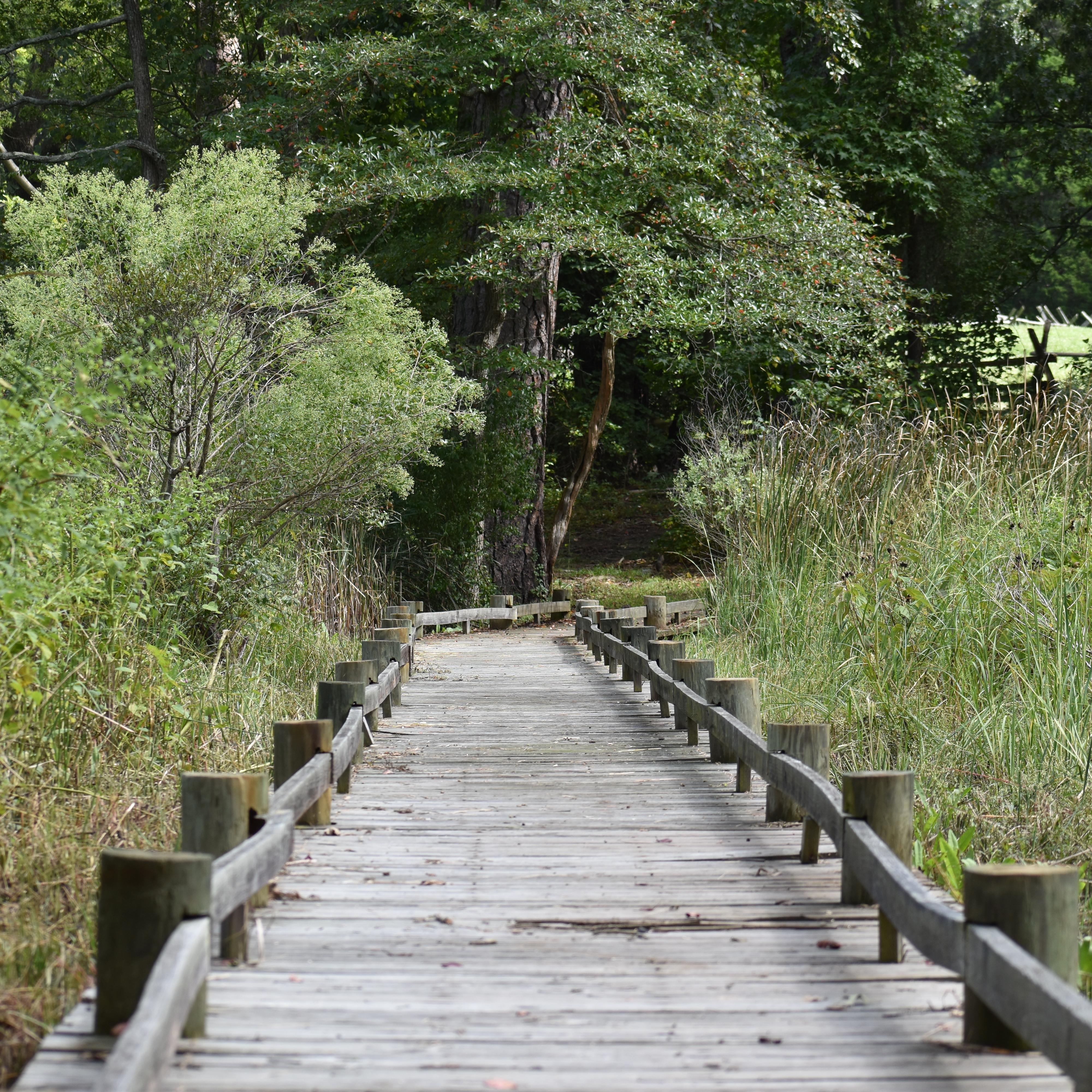 Boardwalk over marsh