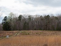 Rolling hills with golden winter grasses and woods in the distance with a trail crossing the field.
