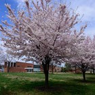 A picture of the Fort McHenry visitor center with cherry blossom trees in front of it.