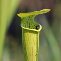 fly sitting on the lip of a carnivorous pitcher plant