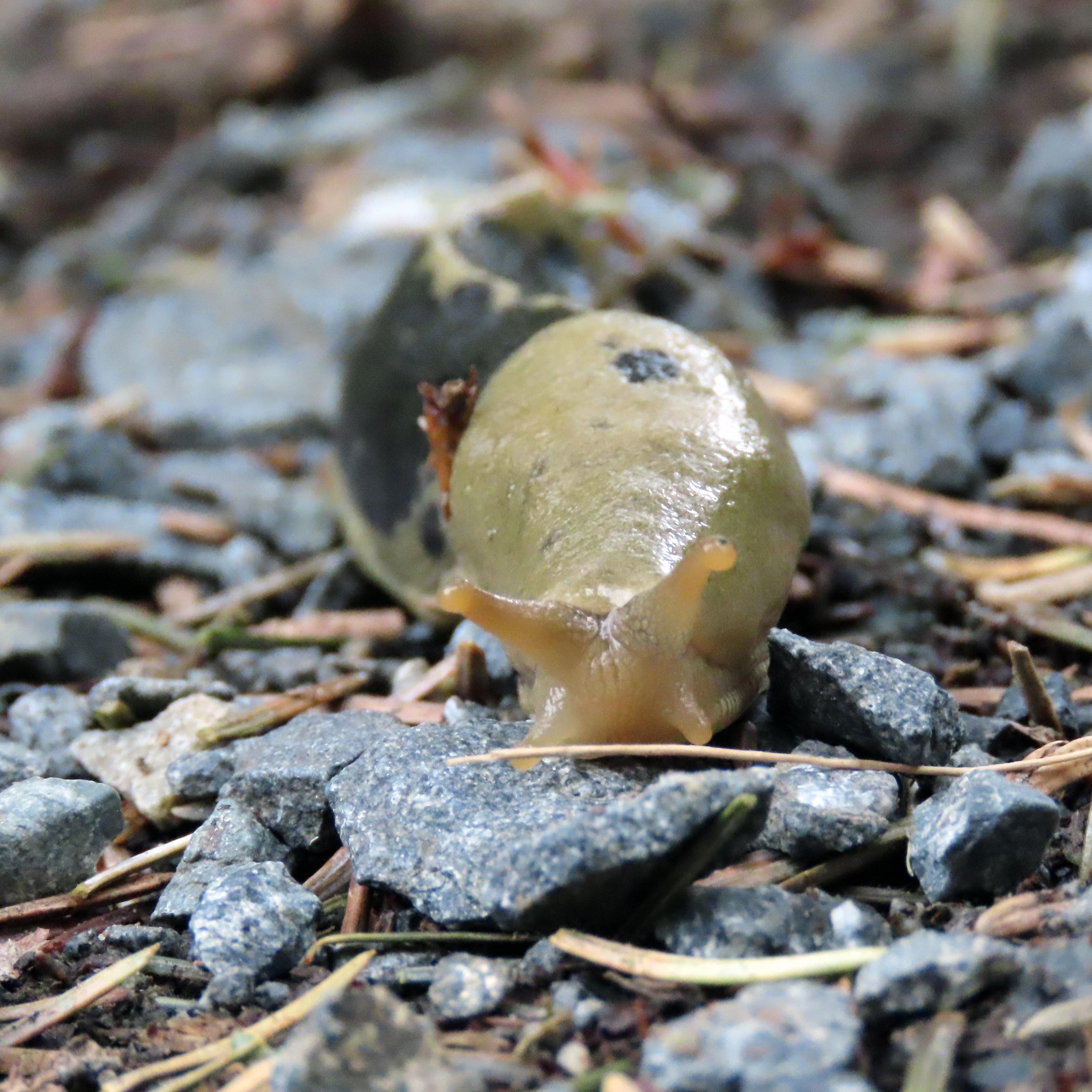 Banana slug crawling on the forest floor