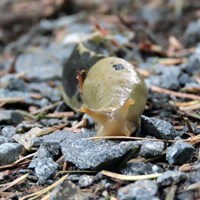 Banana slug crawling on the forest floor