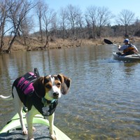 Dog floating on a kayak