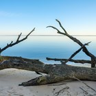 driftwood on the Potomac River Beach