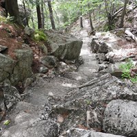Stone steps leading down a trail in a forested area