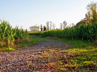 Corn stalks surrounding a gravel path.