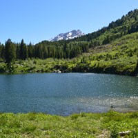 A small lake surrounded by green vegetation and trees.