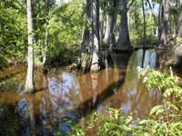 Brown water with thick cypress trees. The sky is reflected in the water.