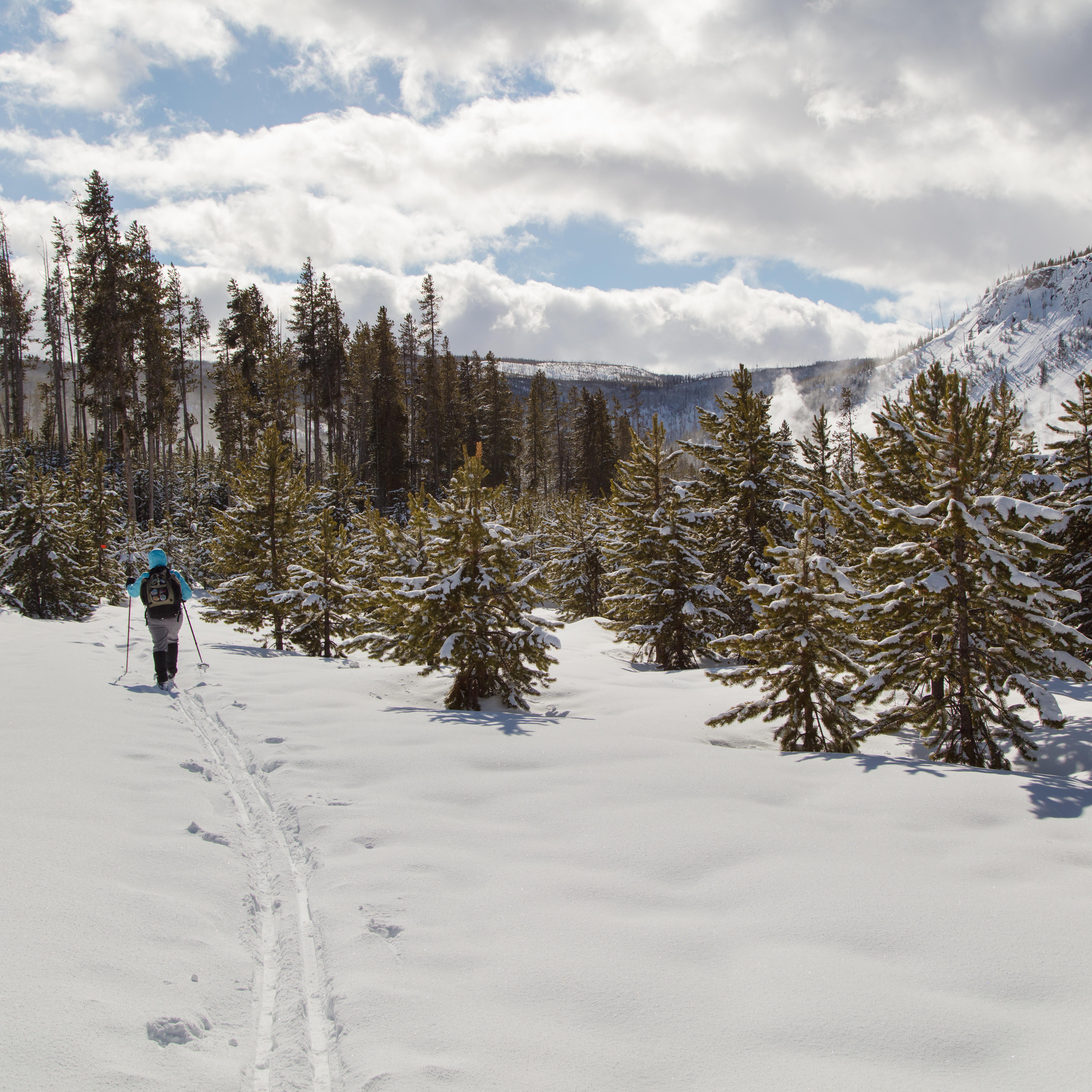 A skier travels through a young forest towards a steaming thermal basin.