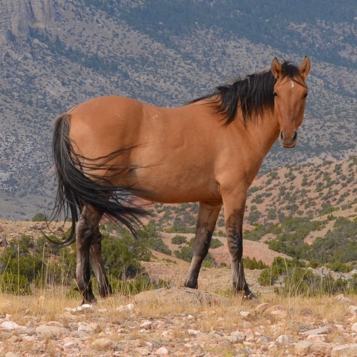 Pryor Mountain Horse Photo by Tim Ferry