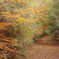 Colorful beech trees displaying red-orange-yellow colors along a trail leading through the forest.