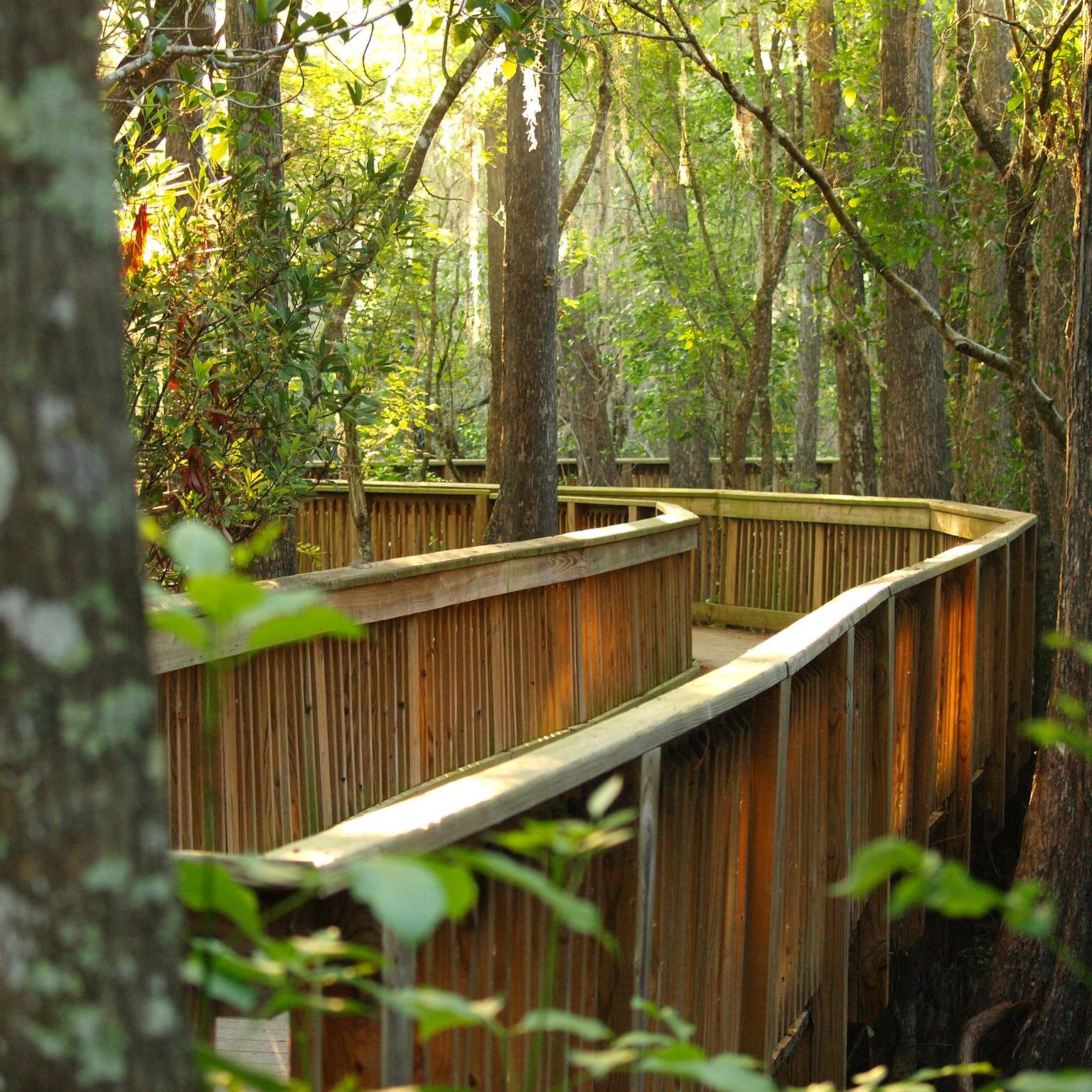 Boardwalk in between large cypress trees