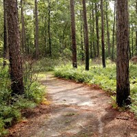 A trail meanders through a forest of pines and ferns in the early morning light.