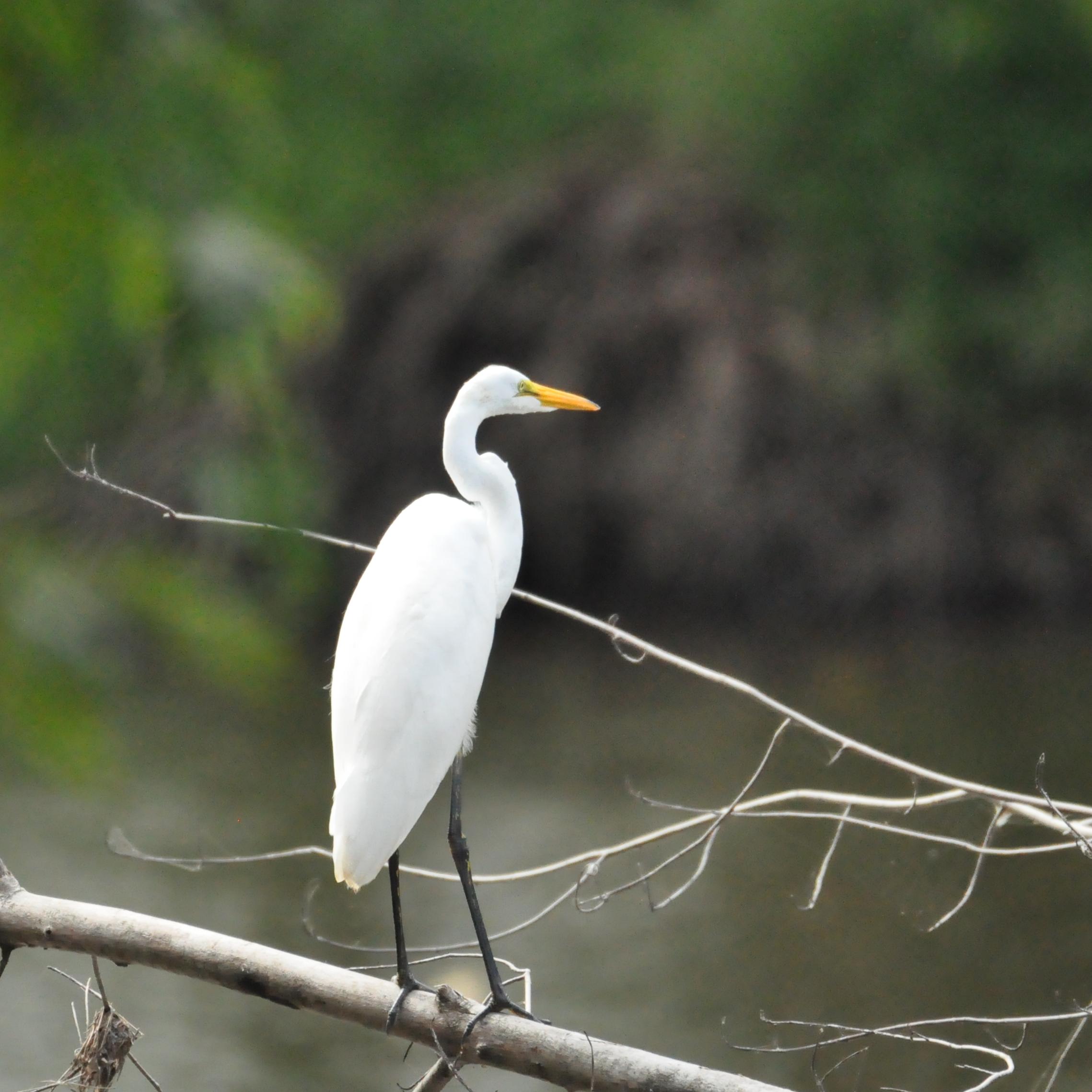 A medium sized, white bird with a long S-shaped neck and orange bill stands on a branch.