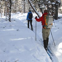 Two skiers make their way on a slight incline through a lodgepole pine forest.