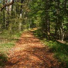 Leaf covered nature trail with forest on either side