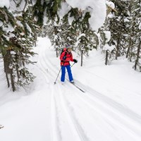 A cross-country skier smiles as they travel downhill along a trail through a forest.