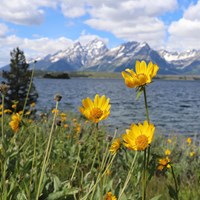 Yellow flowers bloom in front of a lake at the base of a mountain range.