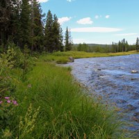 A creek runs through an open forest with grass along its banks.