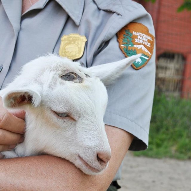 Person sits holding a sleeping baby goat in their arms.