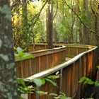 Boardwalk in between cypress trees with the sunshine coming in from the top