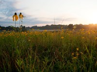 A small prairie of black-eyed Susans with two close-up and trees in the background. Sky is wispy.