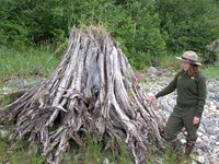 Park ranger stands beside a dries broken stump, sitting on a rocky beach. Plants grow on the stump.