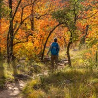 A woman carrying a backpack walks along a trail surrounded by vibrant fall foliage.