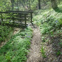 wooden bridge in forest with green plants and purple flowers