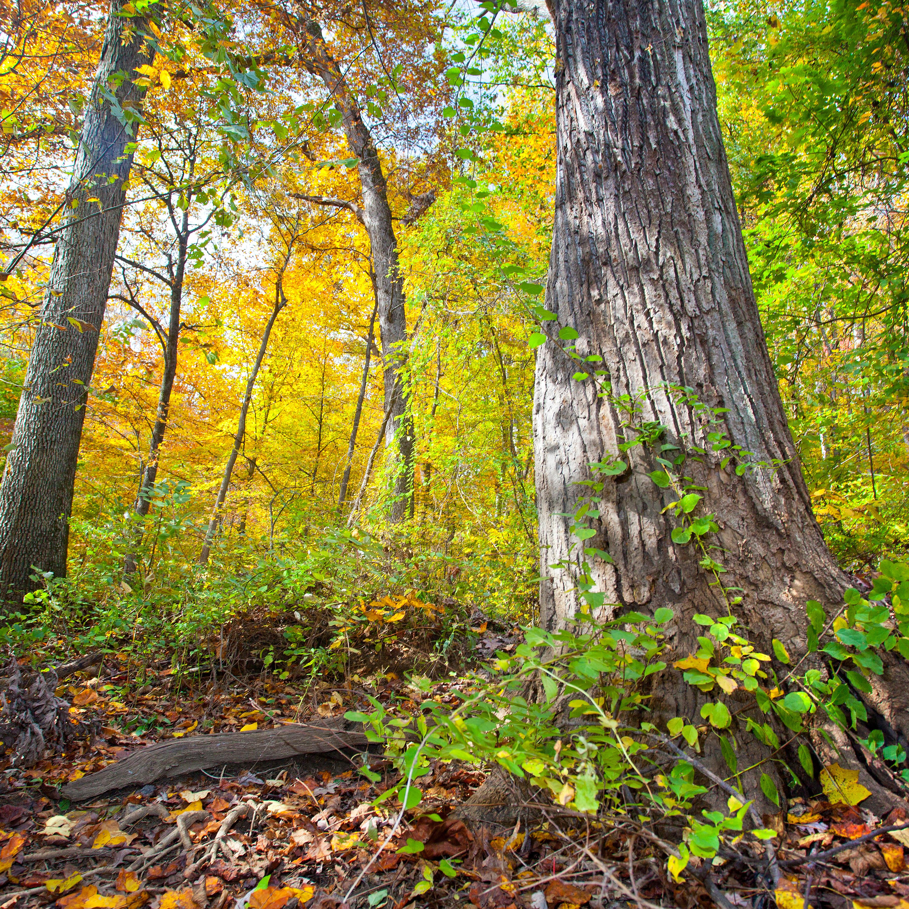Trees turn colors in Autumn at Rock Creek Park