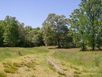 A grassy trail follows along a tree lined field.
