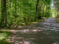 A treelined road with a pullout on the right.