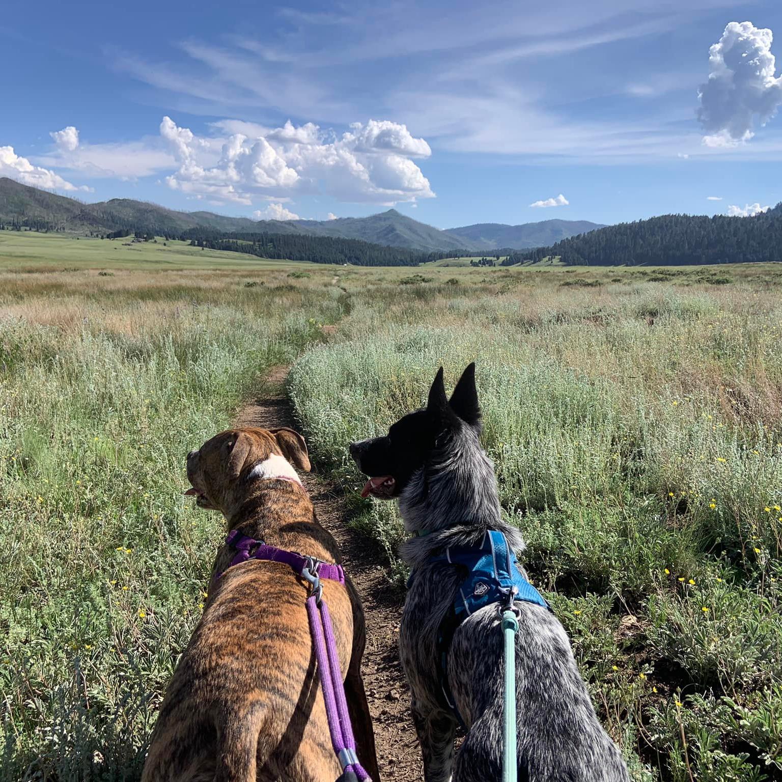 Two leashed dogs walk side-by-side in front of us on a narrow trail in a large grassland valley