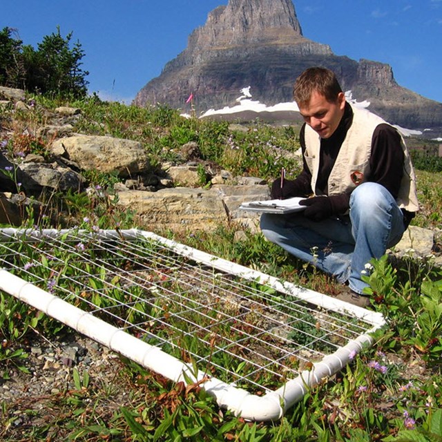Scientist collecting data in front of a monitoring transect in Glacier National Park
