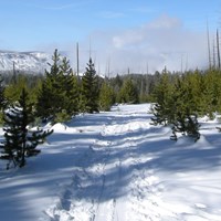 The Fern Cascades Loop Ski Trail as seen from a forested, flat section of trail.