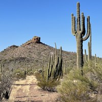 A dirt road meanders past organ pipe and saguaro cacti towards a small mountain.