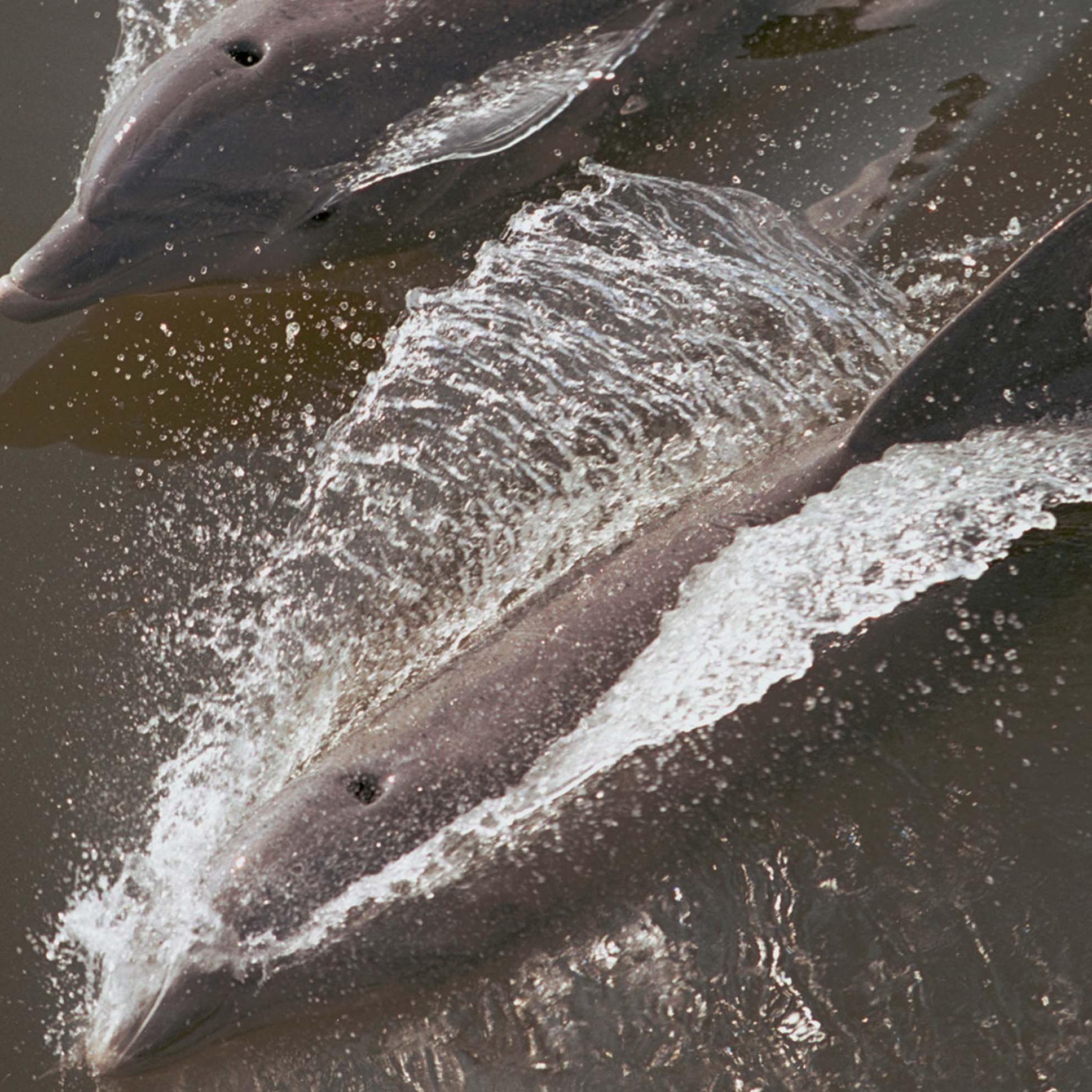 two dolphins swim seen from above