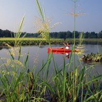 A red kayak in a marsh with grasses in the foreground. 