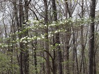 A hardwood forest with white dogwood blooms