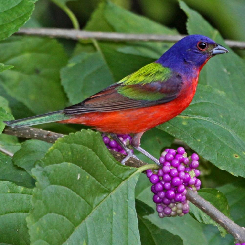 a bright red, green and blue song bird sits on a branch with vivid purple berries