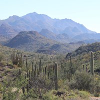 The landscape around the mine features a tall saguaro forest and large purplish mountains.